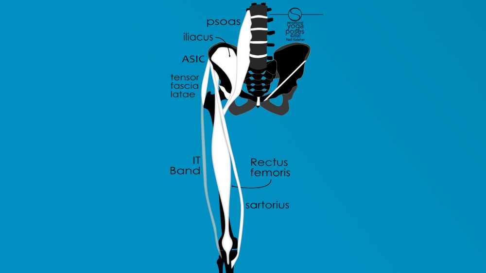 Hip flexors: psoas, iliacus, rectus femoris, sartorius, tensor fascia latae. Neil Keleher, Sensational Yoga Poses.