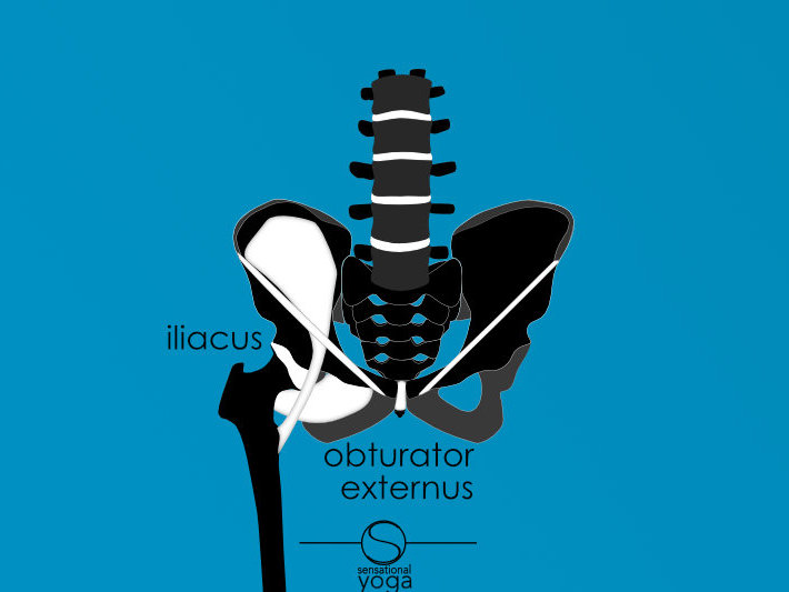 Obturator Externus, Anatomy For Yoga Teachers, Neil Keleher, Sensational yoga poses
