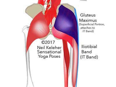The gluteus maximus attaches to both the IT band and the back of the thigh. It can be used to bend the hip backwards (extend the hip) and resist the hip bending forwards. .  Neil Keleher. Sensational Yoga Poses.