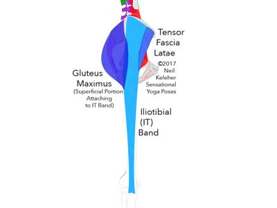 IT Band with Tensor Fascia Latae attaching from ASIC to forward edge of IT Band and Gluteus maximus attaching from PSIS to the back edge.