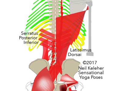 the Levator costarum muscle. Neil Keleher, Sensational Yoga Poses.