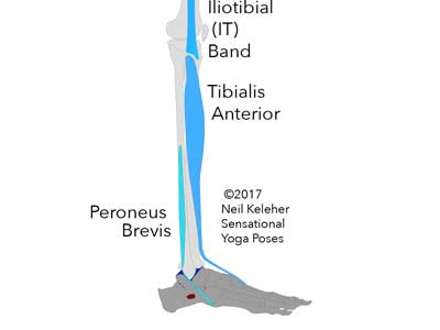 Peroneus Brevis. Neil Keleher. Sensational Yoga Poses.