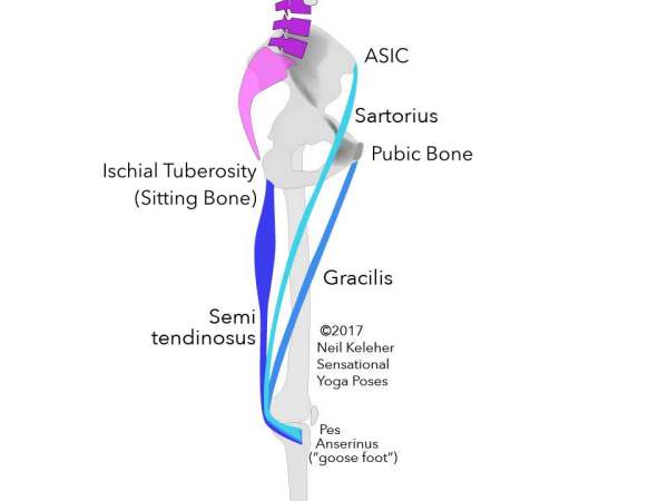 Outer view of the thigh showing the IT band, tensor fascia latae and glutues maximus muscles. Neil Keleher. Sensational Yoga Poses.