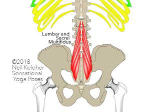 Anatomy for yoga, the sacral and lumbar multifidus, which attach between the psis, to the back of the sacrum and tailbone. These multifidii can be activated to create a sensation of lifting the tailbone (or if you like, lifting an imaginary tail). Neil Keleher. Sensational Yoga Poses.