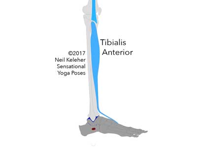 Tibialis anterior. Neil Keleher. Sensational Yoga Poses.