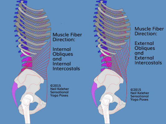 Internal and External obliques and intercostals. Neil Keleher, Sensational Yoga Poses.