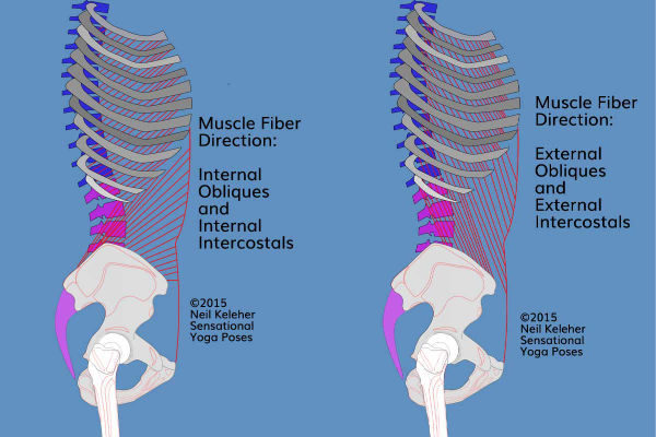 Anatomy for yoga teachers, fiber directions for internal and external obliques and intercostals, by Neil Keleher, sensational yoga poses.