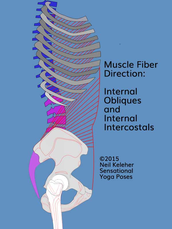 Side view torso and ribcage showing internal obliques and internal intercostals and their fiber angle, rearwards and downwards. Neil Keleher. Sensational Yoga Poses.