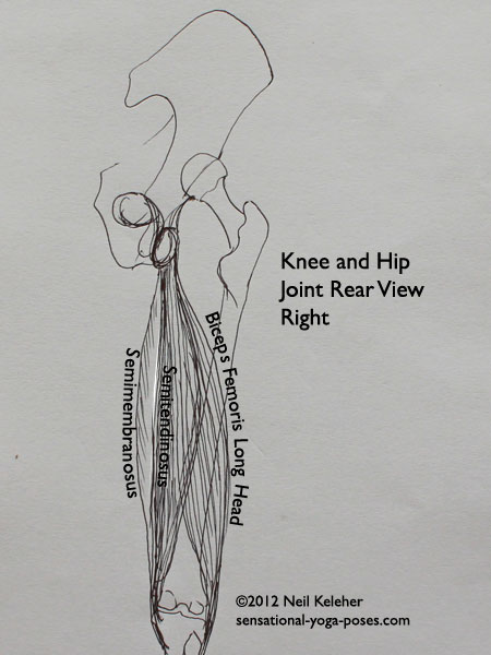 muscle anatomy, hamstrings