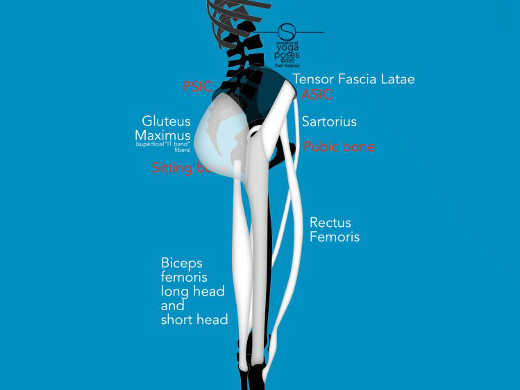 Tensor fasica latae, Sartorius, biceps femoris long head, superficial gluteus maximus. Neil Keleher, Sensational Yoga Poses.