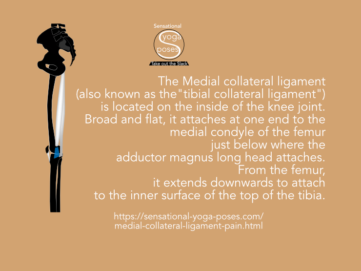 The Medial collateral ligament (also known as the 'tibial collateral ligament') is located on the inside of the knee joint. Broad and flat, it attaches at one end to the medial condyle of the femur just below where the adductor magnus long head attaches. From the femur, it extends downwards to attach to the inner surface of the top of the tibia. Neil Keleher, Sensational Yoga Poses.