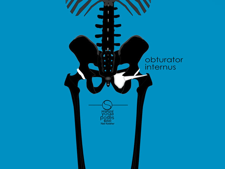 Obturator Internus, Hip Joint Stability For Increased Mobility And Control, Neil Keleher, Sensational yoga poses