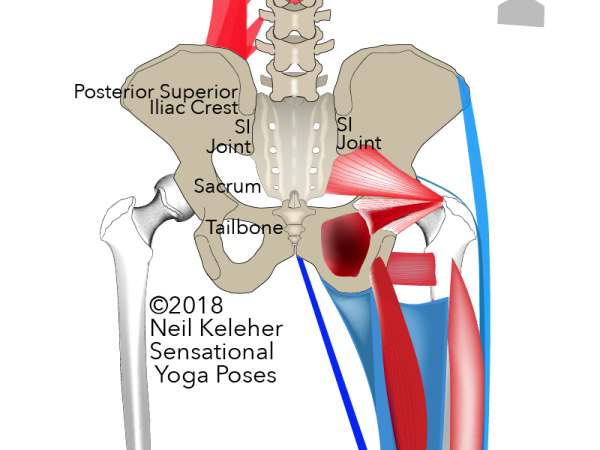 pelvic landmarks, rear view, PSIC, SI joint, sacrum, tailbone. Neil Keleher. Sensational Yoga Poses.