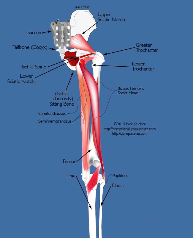 hamstrings, rear view. Neil Keleher, Sensational Yoga Poses.