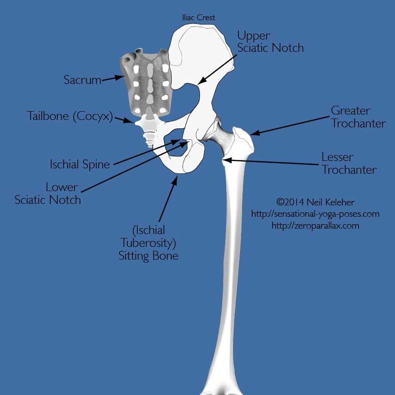 pelvic landmarks Neil Keleher, Sensational Yoga Poses.