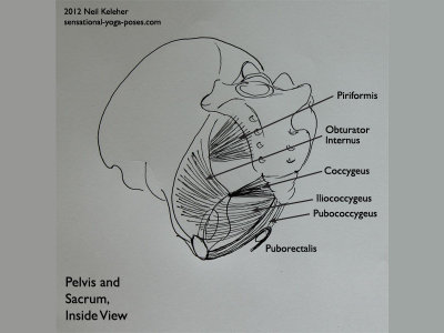 Sacroiliac Joint Exercises, Feeling And Controlling Nutation And Counter Nutation, Neil Keleher, Sensational yoga poses