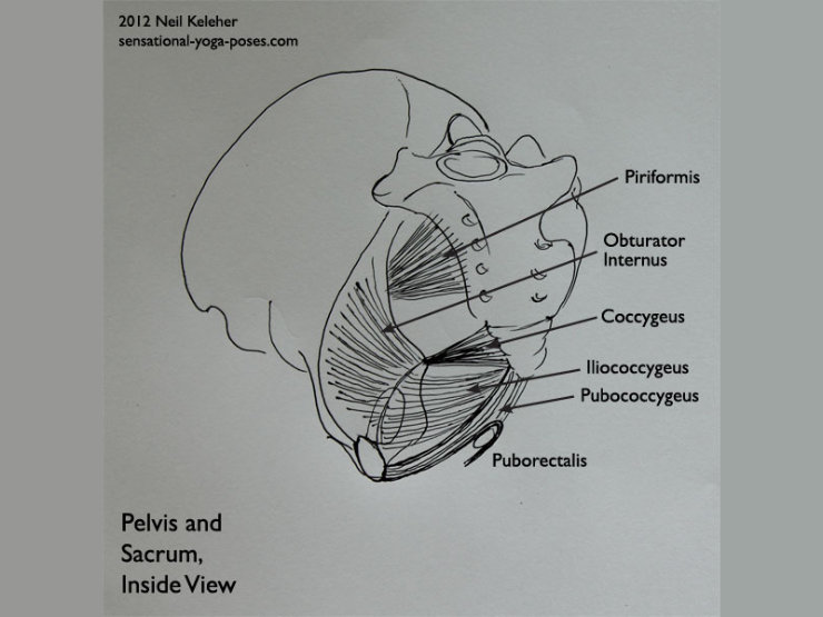 anatomy of a mula bandha, piriformis, obturator internus, cocygeus, iliococygeus, pubococygeus, puborectalis