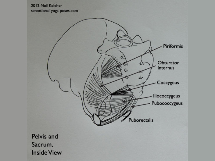 The Pelvic Floor Muscles, Helping To Stabilize The Si Joints (For Nutation And Counter Nutation), Neil Keleher, Sensational yoga poses