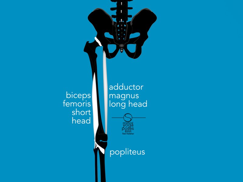 Adductor magnus long head with biceps femoris short head, rear view. Neil Keleher, Sensational Yoga Poses.