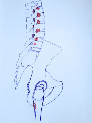 Psoas 10 psoas major points of attachment to spine and femur.