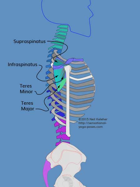 rotators
