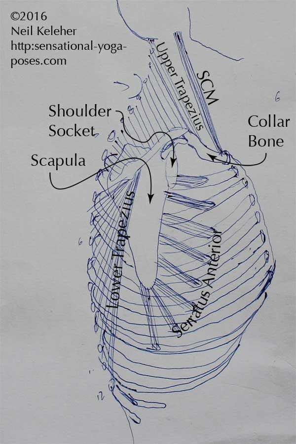 shoulder anatomy, yoga anatomy, upper trapezius, lower trapezius, serratus anterior, scm, sternocleidomastoid muscle
