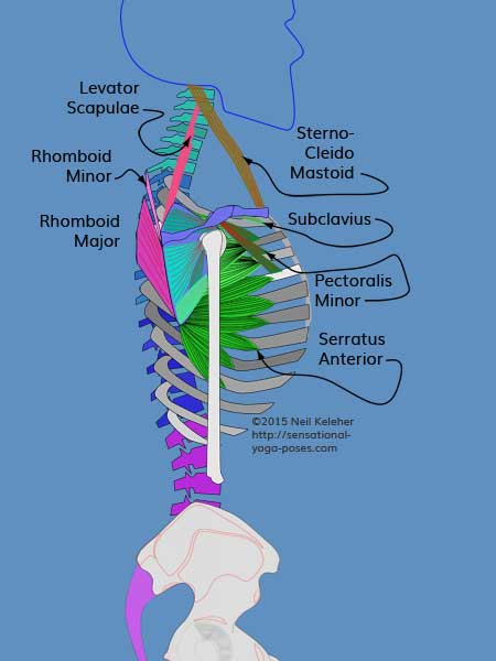 scapular stabilizers