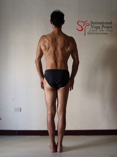 Shoulder blades are protracted so that shoulders move forwards relative to ribcage. Back view, standing. Neil Keleher. Sensational Yoga Poses.