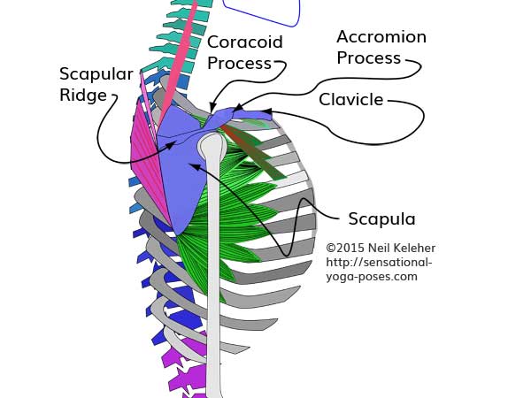 Shoulder Anatomy For Yoga Teachers, Shoulder Blade Landmarks, Neil Keleher, Sensational yoga poses