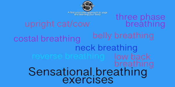 upright cat/cow, three phase breathing, costal breatihng, belly breathing, neck breathing, reverse breathing, low back breathing. Neil Keleher, Sensational Yoga Poses.