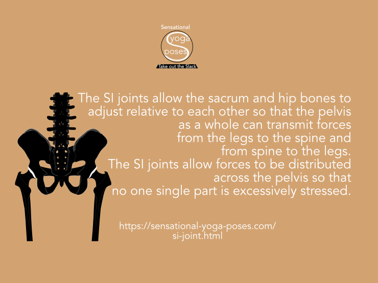 The SI joints allow the sacrum and hip bones to adjust relative to each other so that the pelvis as a whole can transmit forces from the legs to the spine and from spine to the legs. The SI joints allow forces to be distributed across the pelvis so that no one single part is excessively stressed. Neil Keleher, Sensational Yoga Poses.