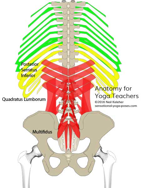 Posterior serratus inferior, quadratus lumborum, multifidus, neil keleher, sensational yoga poses, anatomy for yoga teachers.