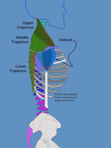 scapular stabilizers