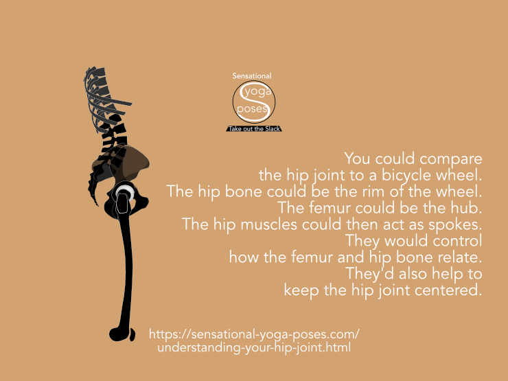 Understanding your hip joints. Understanding your hip joint. You could compare the hip joint to a bicycle wheel. The hip bone could be the rim of the wheel. The femur could be the hub. The hip muscles could then act as spokes. They would control how the femur and hip bone relate. They'd also help to keep the hip joint centered. Neil Keleher, Sensational Yoga Poses.