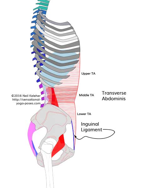 Transverse abdominis: upper, middle and lower band connecting respectively to the ribcage, lubmar spine and pelvis.