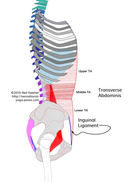 STransverse Abominis muscle, viewed from side. Neil Keleher. Sensational Yoga Poses.